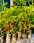 Exotic Mulberry Hybrid Fruit Plant ( Pack Of - 1 )