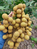 Thai All Time Langon Litchi Hybride Fruit Plant