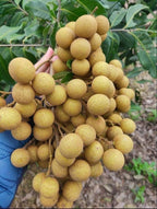 Thai All Time Langon Litchi Hybride Fruit Plant