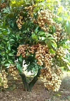Thai All Time Langon Litchi Hybride Fruit Plant
