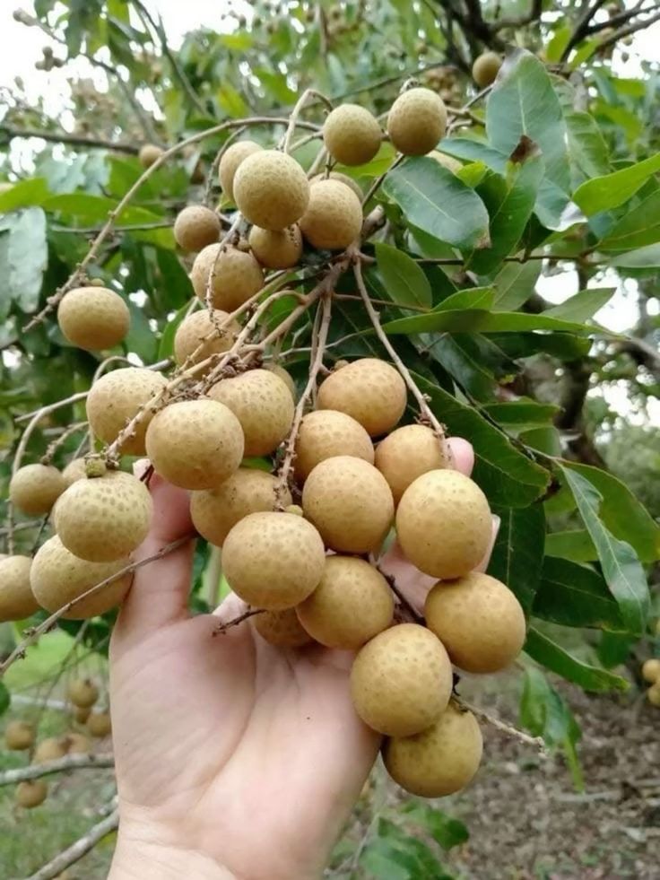 Thai All Time Langon Litchi Hybride Fruit Plant
