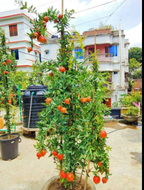 Australian Pomegranate/anar Hybrid Fruit Plant