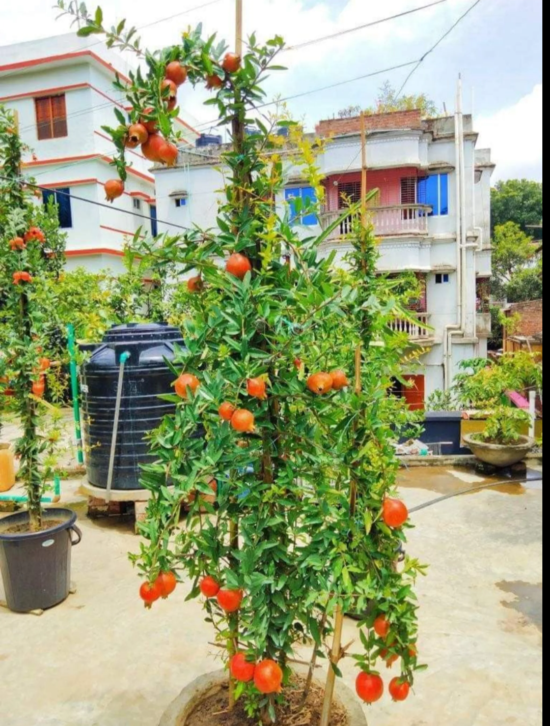 Australian Pomegranate/anar Hybrid Fruit Plant