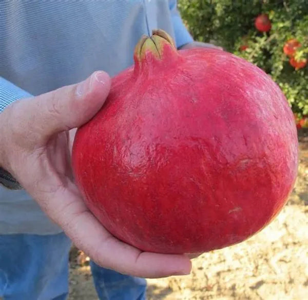 Australian Pomegranate/anar Hybrid Fruit Plant