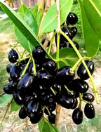 Thai Black Jamun Grafted Fruit Plant