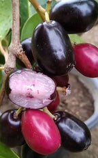 Thai Black Jamun Grafted Fruit Plant