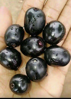 Thai Black Jamun Grafted Fruit Plant