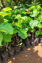 Mulberry/shahtoot Hybrid Fruit Plant