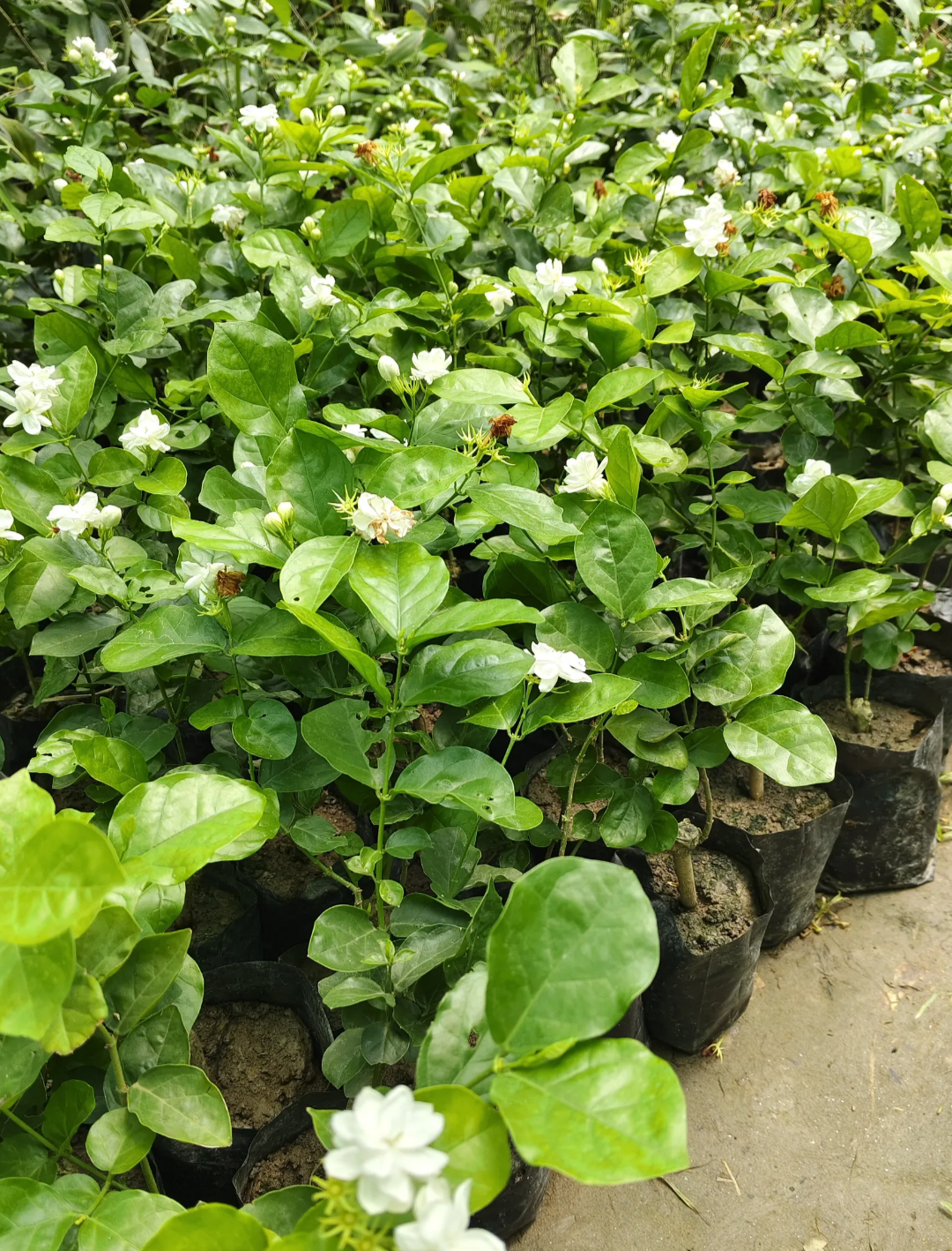 Arabian Jasmine Hybrid Flower Plant