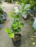 Arabian Jasmine Hybrid Flower Plant