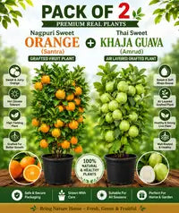Pack Of 2 Nagpuri Sweet Orange (Santra) Grafted Fruit Plant + Thai Sweet Khaja Guava (Amrud) Air Layered Grafted Plant