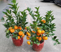Chinese Sweet Orange/santra Hybrid Graftad Fruit Plant