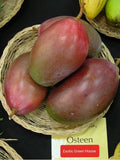 Osteen Mango Thailand Varieties Grafted Fruit Plant