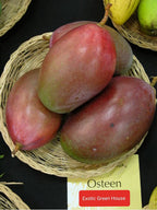 Osteen Mango Thailand Varieties Grafted Fruit Plant
