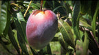 Osteen Mango Thailand Varieties Grafted Fruit Plant