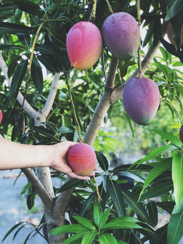 Thai Osteen Mango Grafted Fruit Plant