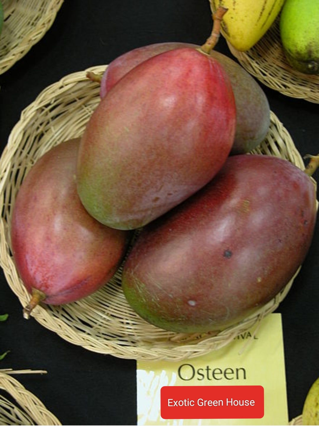 Thai Osteen Mango Grafted Fruit Plant