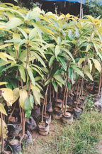 Thai Osteen Mango Grafted Fruit Plant
