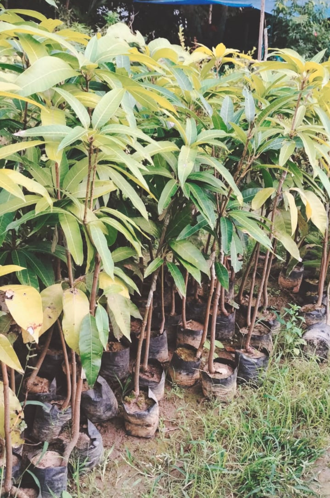 Thai Osteen Mango Grafted Fruit Plant