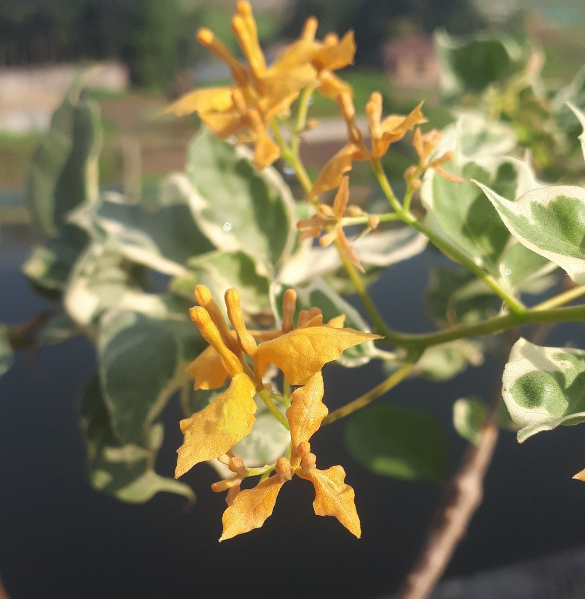 Ray Fish Bougainvillea Flower Plant