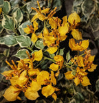 Ray Fish Bougainvillea Flower Plant