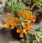 Ray Fish Bougainvillea Flower Plant