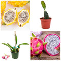 Pack Of 2 White & Yellow Dragon Fruit Hybrid Plant