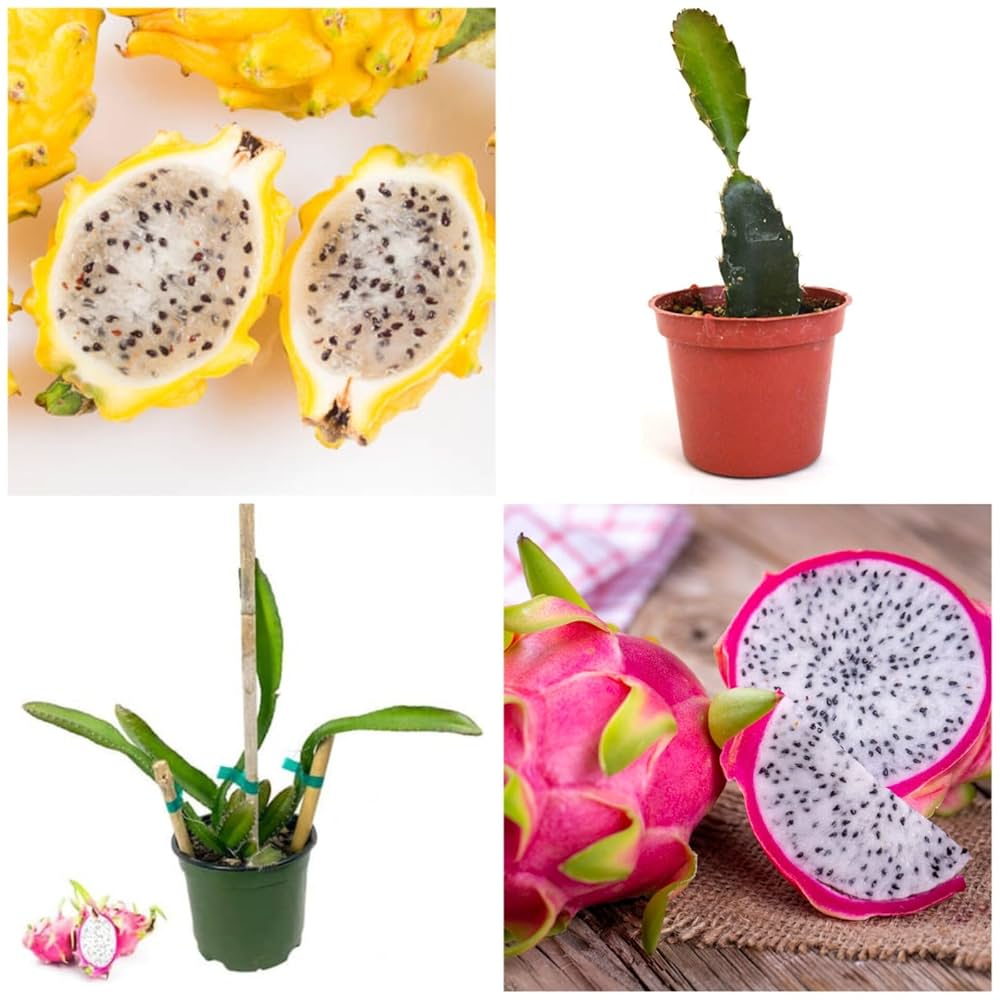 Pack Of 2 White & Yellow Dragon Fruit Hybrid Plant