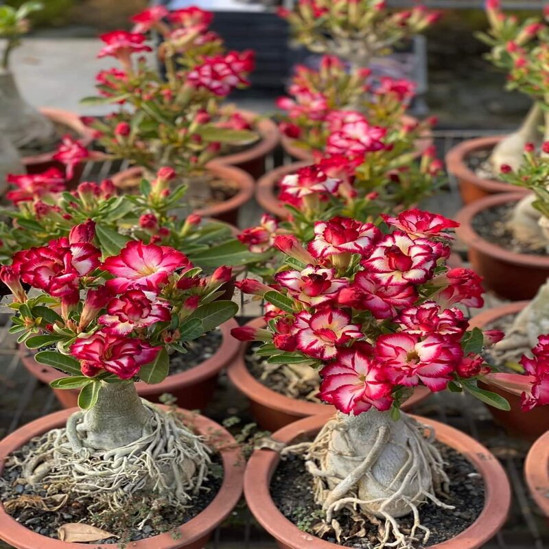Adenium Multicolour Double Layer Outdoor Flowering Organic Hybrid Plant (Pack Of - 1)