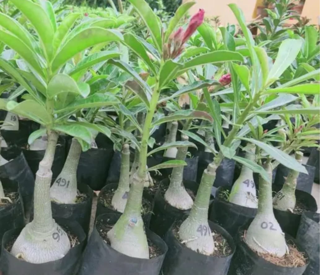 Adenium Multicolour Double Layer Outdoor Flowering Organic Hybrid Plant (Pack Of - 1)