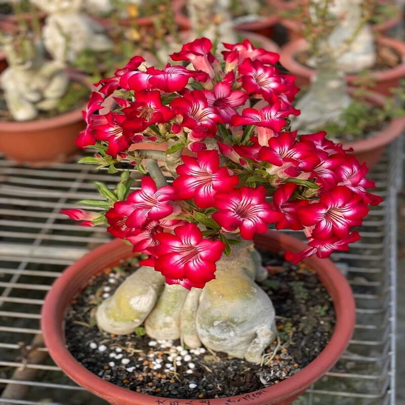 Adenium Multicolour Double Layer Outdoor Flowering Organic Hybrid Plant (Pack Of - 1)