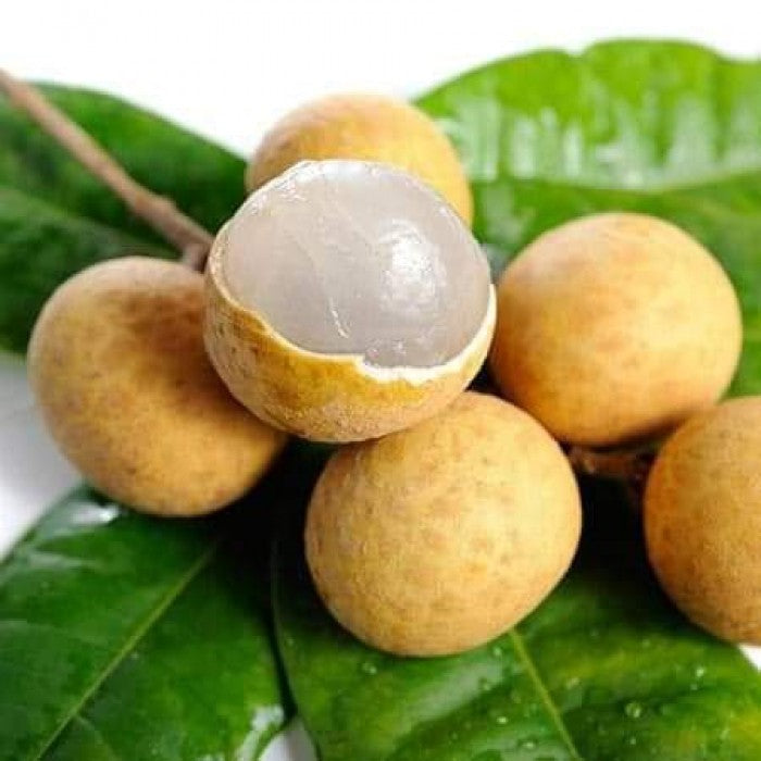 Thai All Time Langon Litchi Grafted Fruit Plant