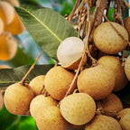 Thai All Time Langon Litchi Grafted Fruit Plant