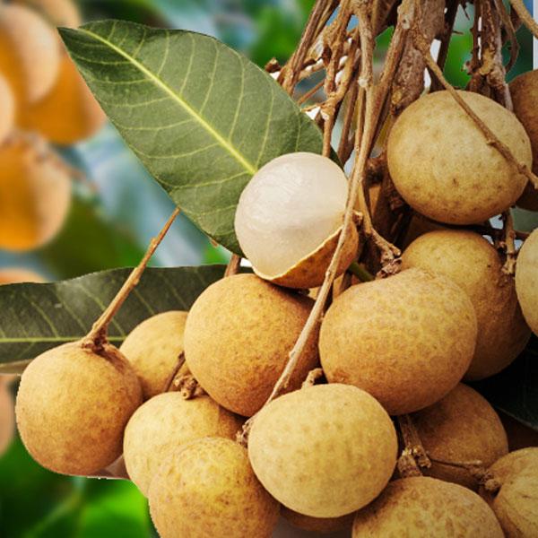 Thai All Time Langon Litchi Grafted Fruit Plant