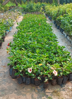 Pack Of 2 Rare Varitey Hibiscus /gudhal Flowers 1 Healthy Plant