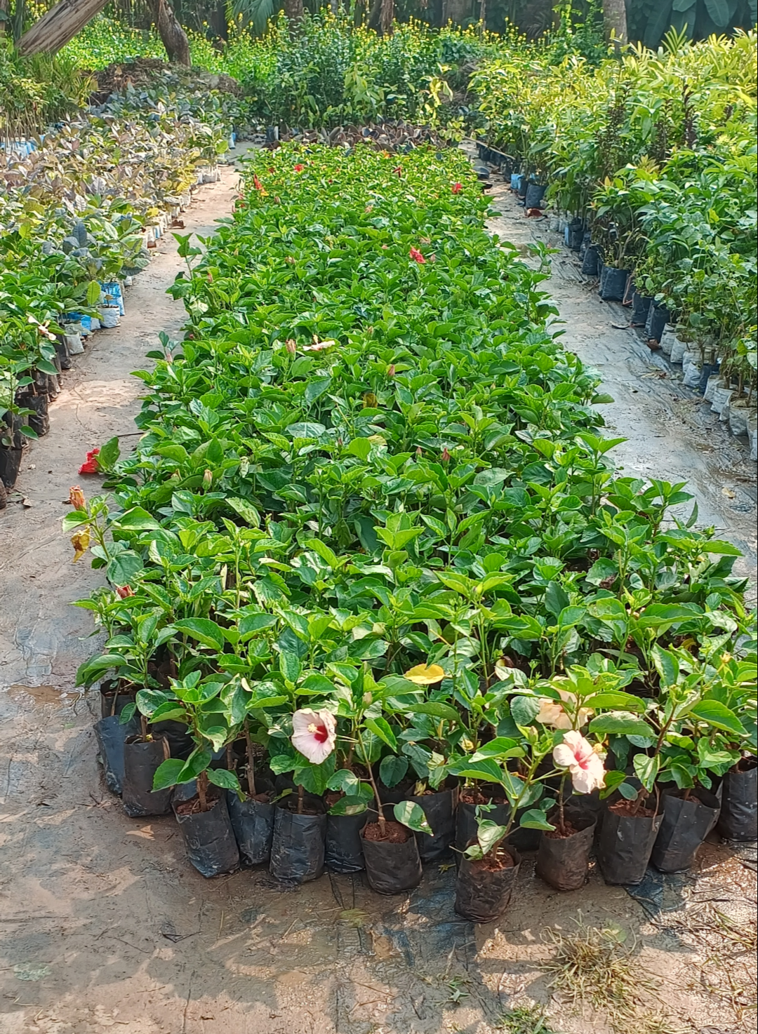 Pack Of 2 Rare Varitey Hibiscus /gudhal Flowers 1 Healthy Plant