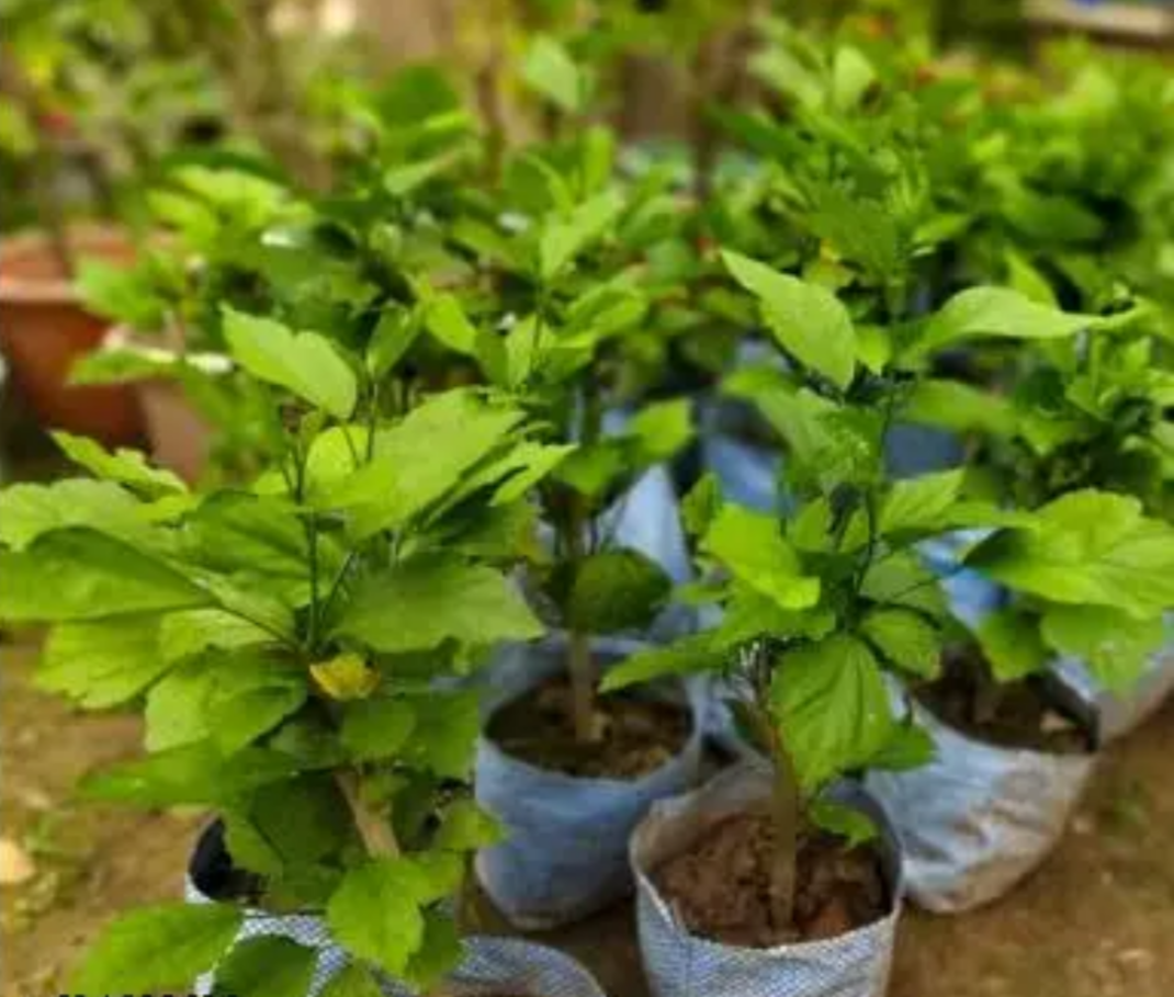 Pack Of 2 Rare Varitey Hibiscus /gudhal Flowers 1 Healthy Plant