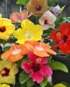 Pack Of 2 Rare Varitey Hibiscus /gudhal Flowers 1 Healthy Plant
