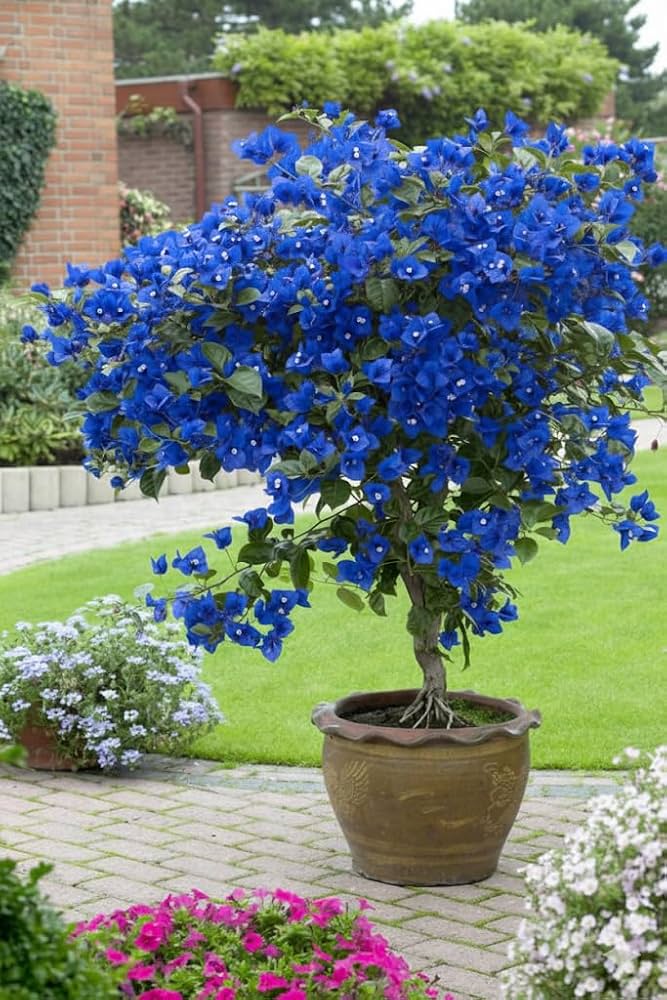 Pack Of 2 Blue Angel Bougainvillea Flower Live Plant