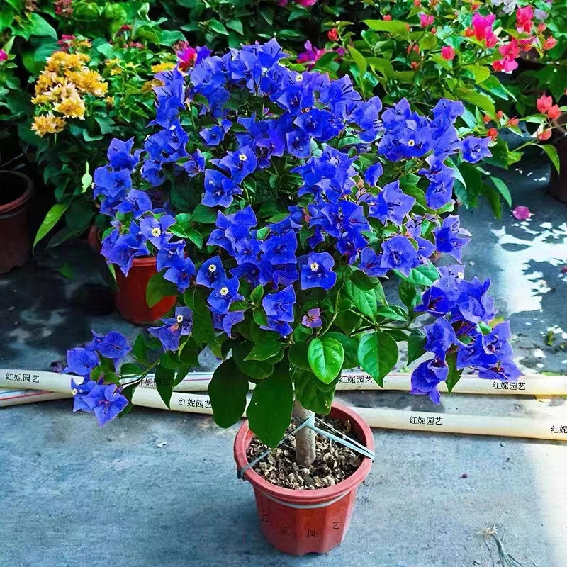 Pack Of 2 Blue Angel Bougainvillea Flower Live Plant