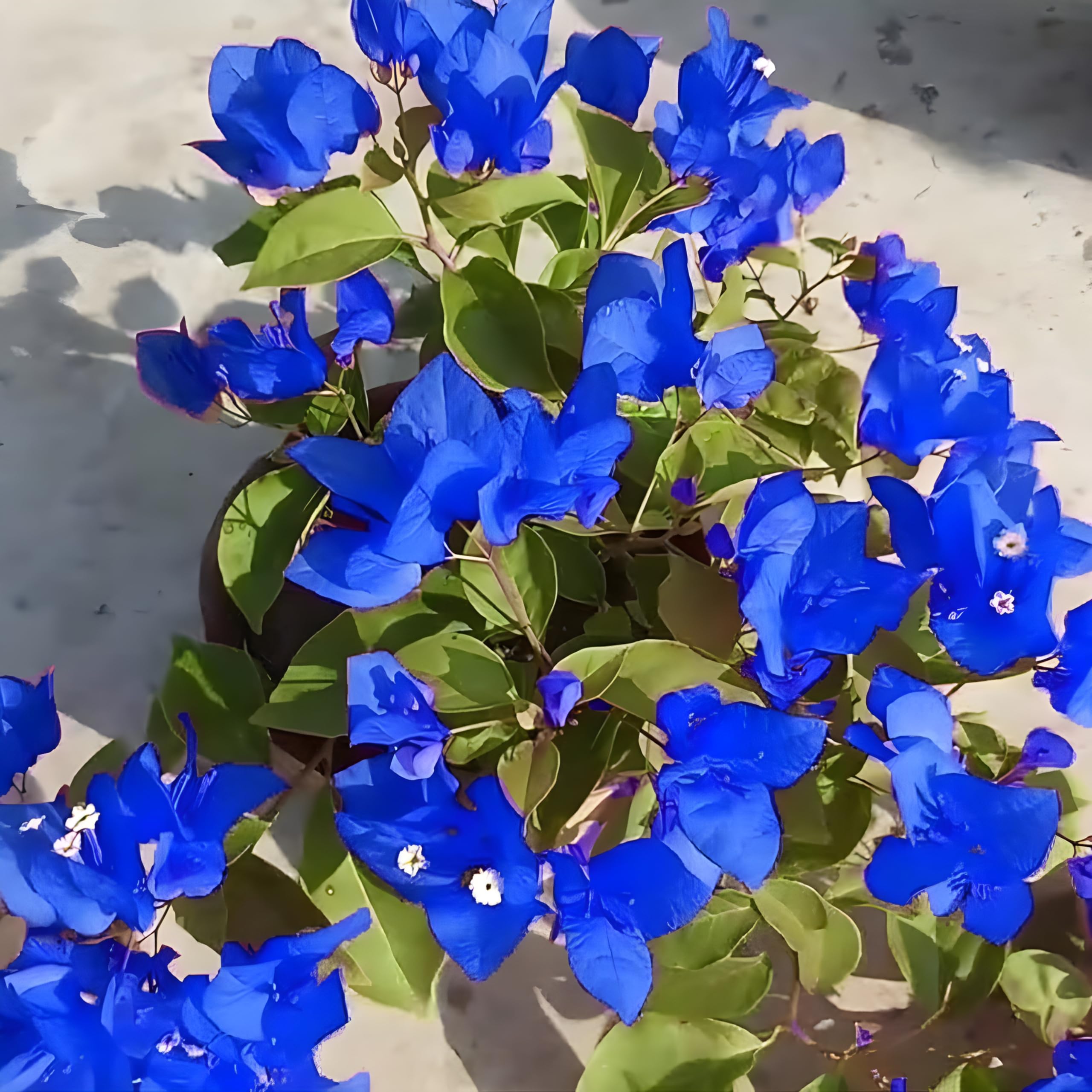 Pack Of 2 Blue Angel Bougainvillea Flower Live Plant