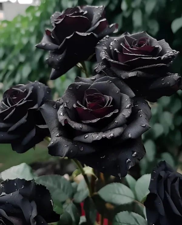 Pack Of 2 Rare Black Rose Hybrid Flower Live Plant