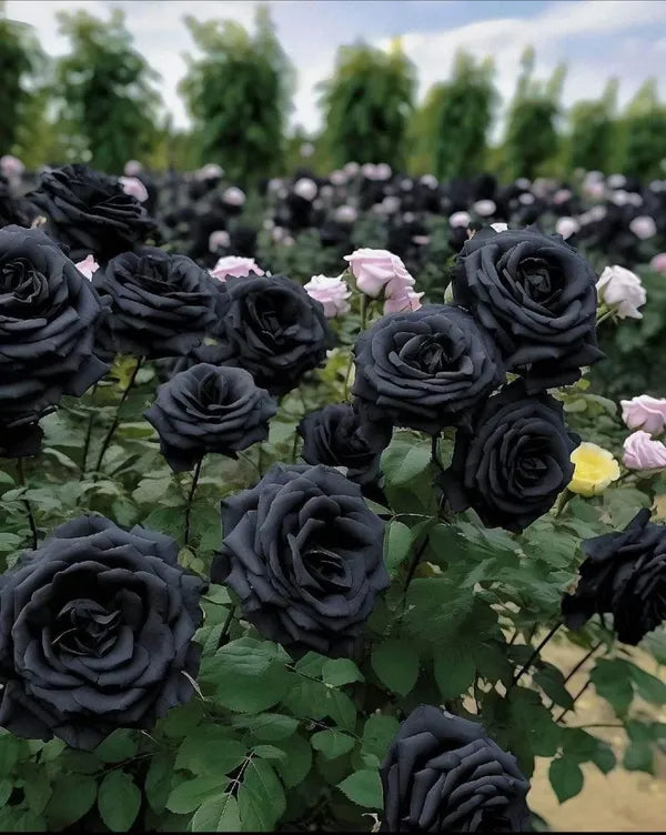 Pack Of 2 Rare Black Rose Hybrid Flower Live Plant