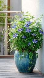 Passion Flower 'blue Bahama' Logee's Plants (pack Of - 1)