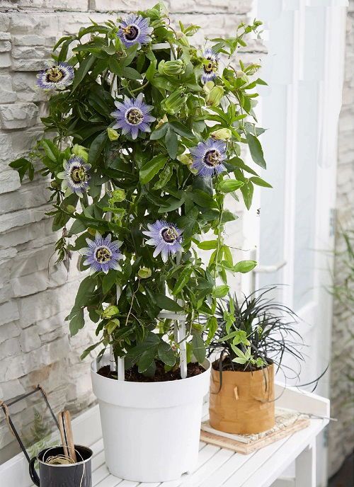 Passion Flower 'blue Bahama' Logee's Plants (pack Of - 1)