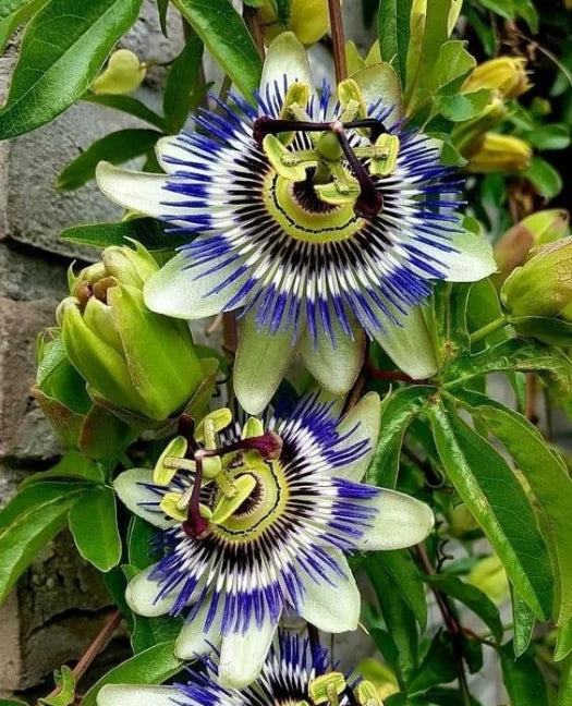 Passion Flower 'blue Bahama' Logee's Plants (pack Of - 1)