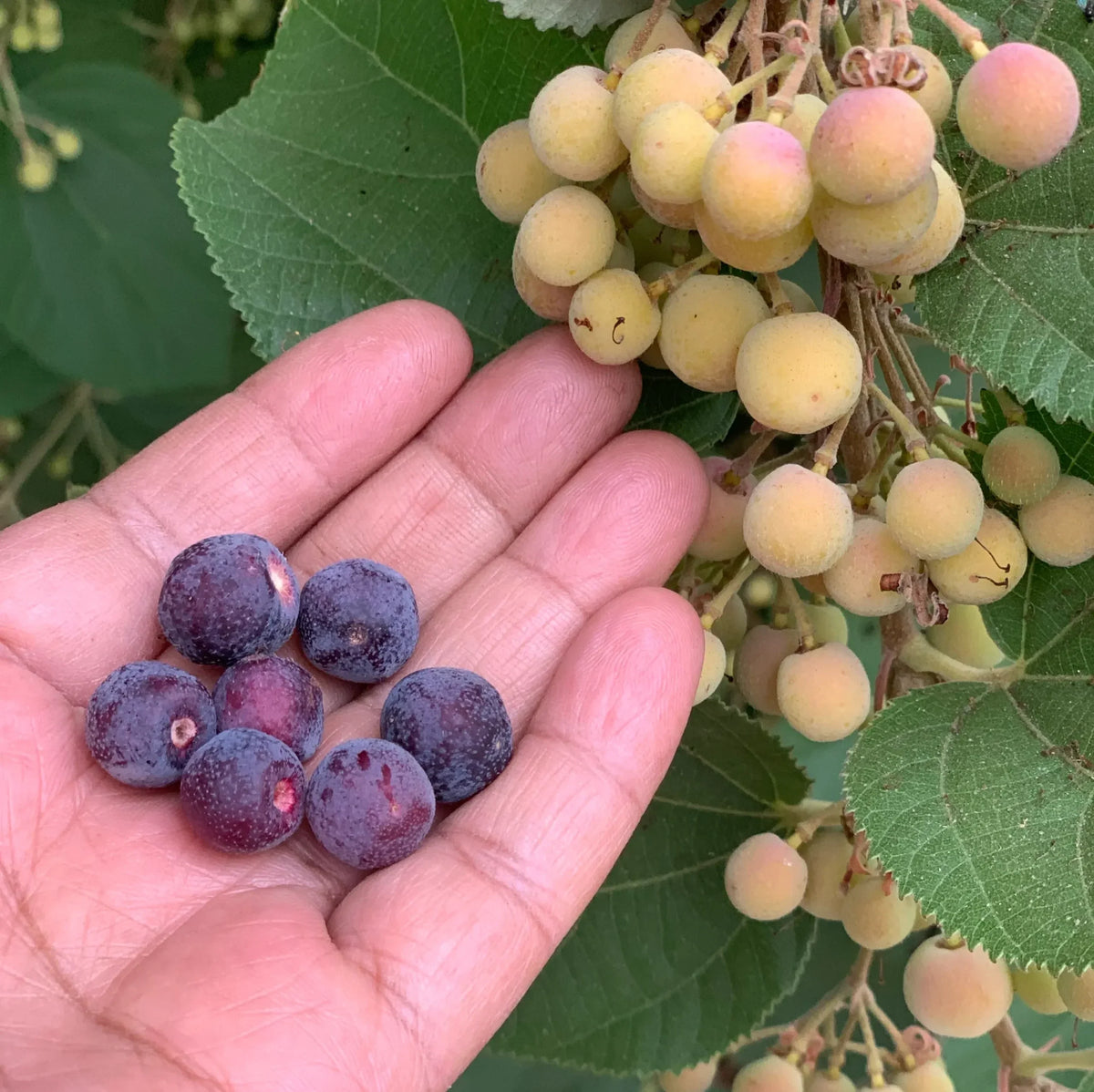 Phalsa Falsa Berry Layering/grafted Fruit Plant