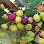 Phalsa Falsa Berry Layering/grafted Fruit Plant