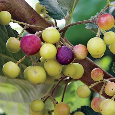 Phalsa Falsa Berry Layering/grafted Fruit Plant
