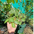 Phalsa Falsa Berry Layering/grafted Fruit Plant